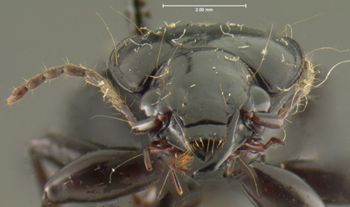 Media type: image;   Entomology 22984 Aspect: head frontal view